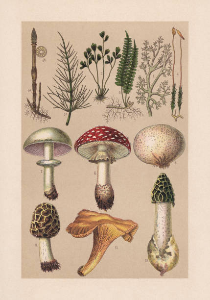 ilustrações, clipart, desenhos animados e ícones de plants (cryptogamae), cromatógrafo, publicado em 1889 - mushroom edible mushroom red botany