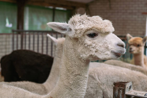 istock Close up image of an Alpaca 1340766573