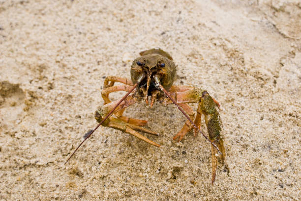 istock Live freshwater crayfish on the sand 1340766597