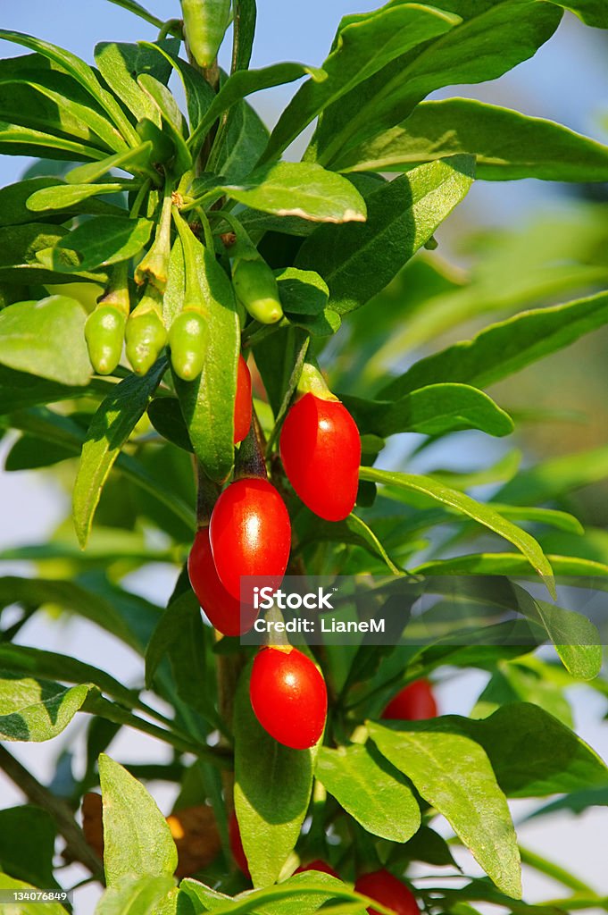 goji berry - Foto de stock de Arbusto libre de derechos