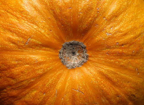 Close up ripe orange colored pumpkin background texture