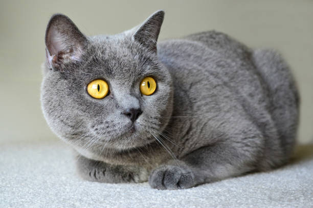 istock British shorthair cat with blue gray fur 1340770685