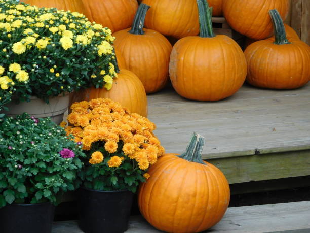 istock Beautiful Colors of Autumn 1340770732