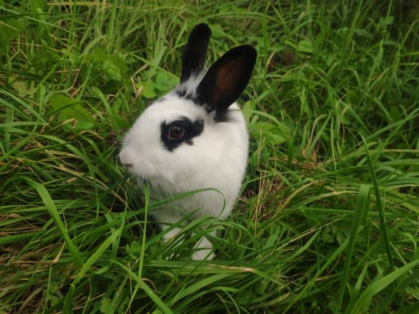 istock cute black and white rabbit on the grass 1340770971