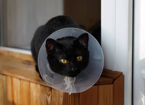 young black cat in a protective veterinary collar - coleira protetora imagens e fotografias de stock