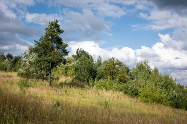 Landscape of nature. Scenic landscape view of nature in park. Park with nature landscape. Scenery meadow and lake in outdoor park. Natural beauty.