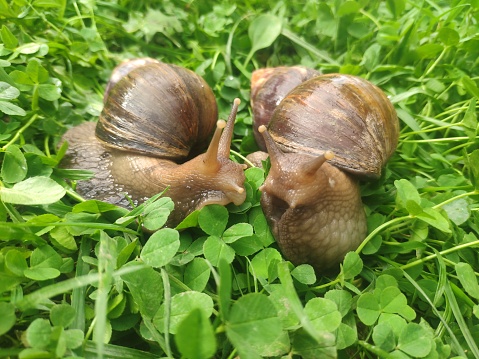 two snails in love kiss with their antennae. large achatina snails on the green grass