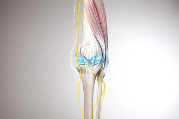 Knee nerve and muscles pain, human leg anatomy illustration Human leg on white background neuralgia stock pictures, royalty-free photos & images