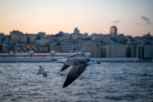 seagulls flying on the istanbul bosphorus
