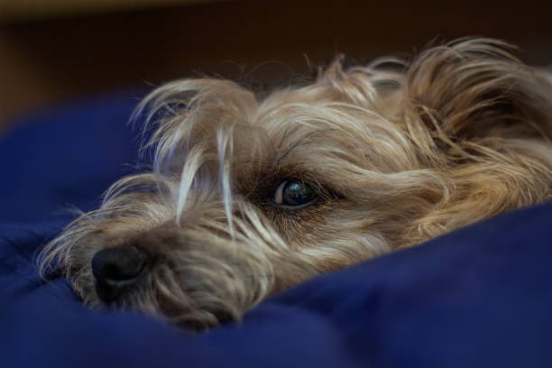 istock Beautiful dog sleeping on the bed. 1340777712