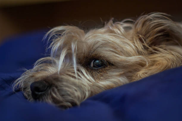 Beautiful dog sleeping on the bed. Beautiful dog sleeping on the bed. Cairn Terrier dog. cairn terrier stock pictures, royalty-free photos & images