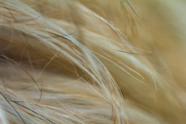 istock Background from a long-haired fur close-up. 1340777752