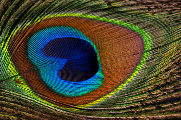Feather with iridescent, reflective luminous pattern in green, blue, purple and gold.