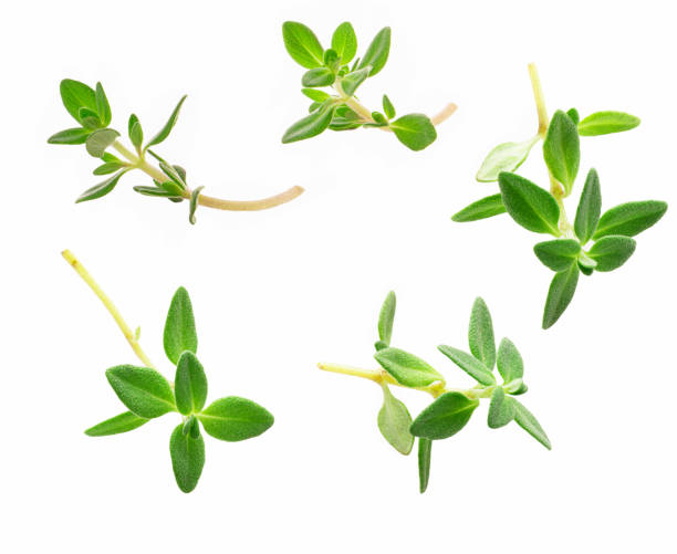 istock sprig of thyme isolated on white background 1340779087