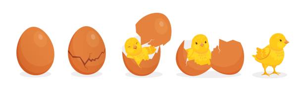 illustrazioni stock, clip art, cartoni animati e icone di tendenza di cartone animato simpatico baby pollo hatch dalle fasi delle uova. guscio d'uovo incrinato e pulcino giallo appena nato. concetto di vettore di nascita del personaggio dell'uccello della fattoria di pasqua - animal egg chicken new cracked