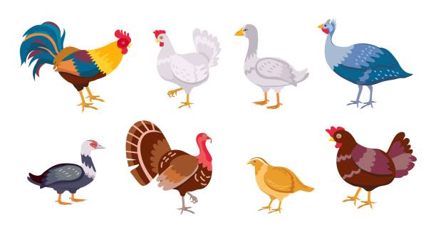 cartoon farm vögel huhn henne, hahn, ente und gans. geflügelfamilie. flaches heimisches eier produzierendes vogel-, hühner-, puten- und wachtelvektor-set - duck animal egg isolated bird stock-grafiken, -clipart, -cartoons und -symbole