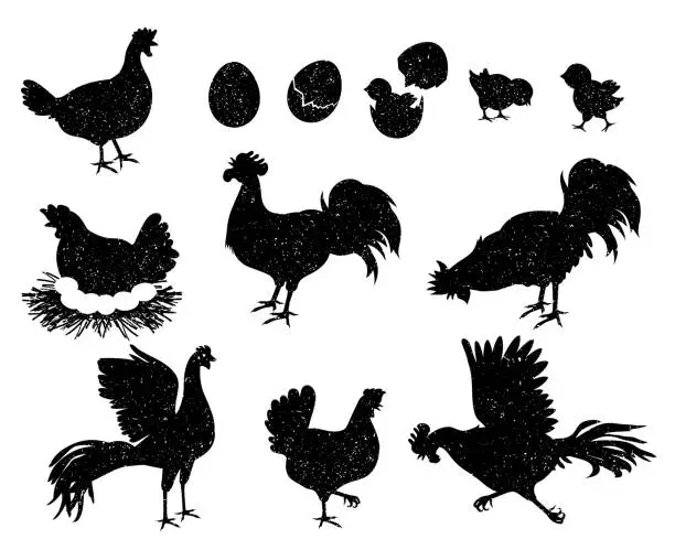 Vector illustration of Rooster, hen and chicken silhouettes for vintage logo and labels. Poultry icons for meat and egg products. Domestic birds family vector set