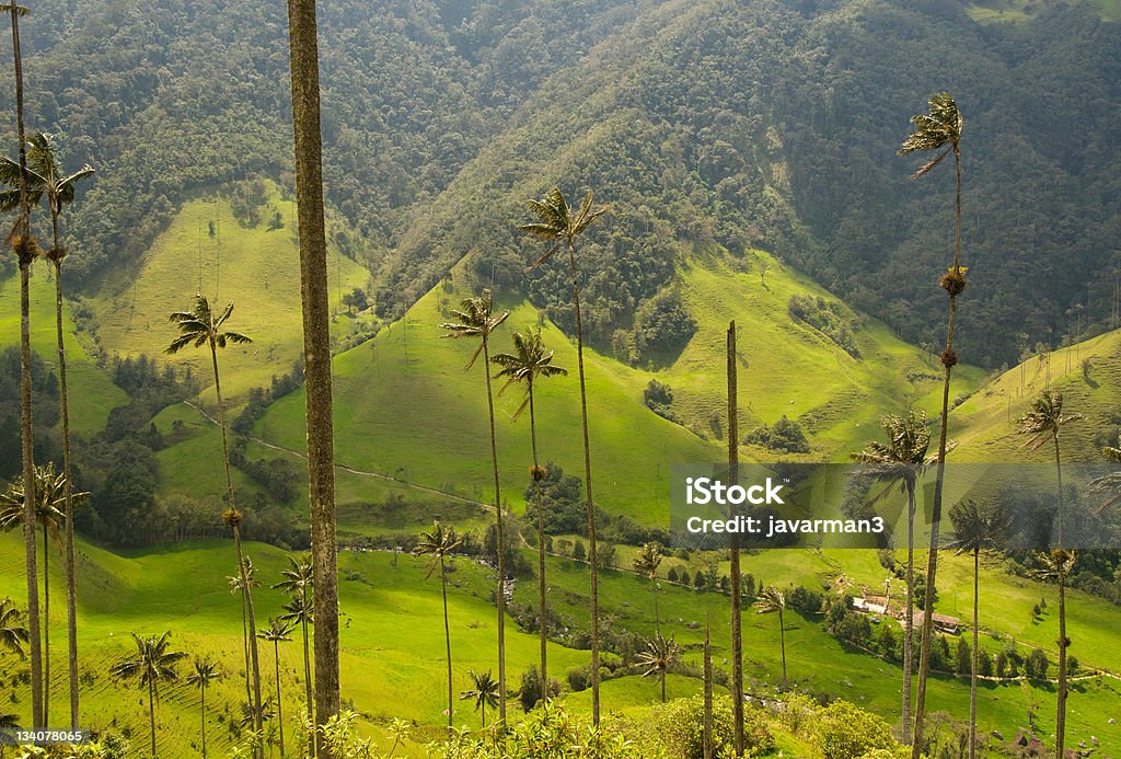 Cera de palmeras de Cocora Valley, colombia - Foto de stock de Valle de Cocora libre de derechos