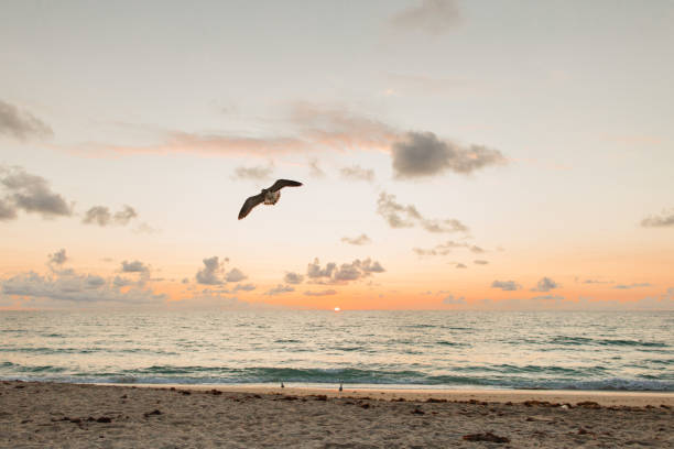 Photo of Bird Flying in Front of a Golden Sunrise Over the Palm Beach, Florida Seashore in September of 2021