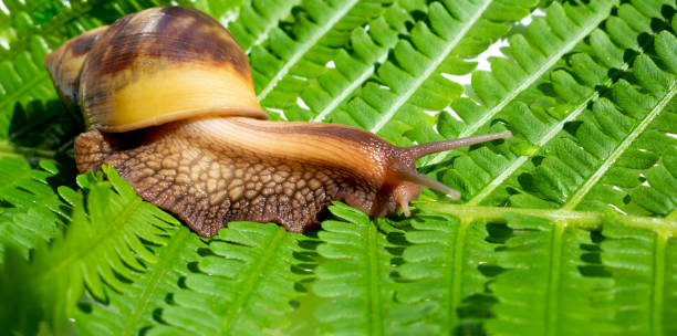 achatina fulica, um caracol gigante rastejando em uma folha de samambaia verde - snail environmental conservation garden snail mollusk - fotografias e filmes do acervo