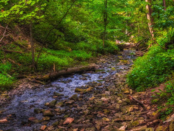 istock Natural Landscape - Small Creek surrounded by Trees 1340782255