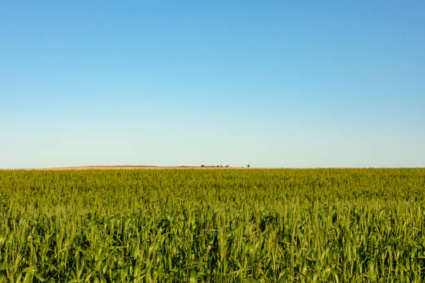 istock General view of countryside landscape with cloudless sky 1340782334
