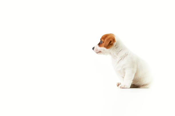 istock Jack Russell Terrier puppy sitting and looking to the left 1340782922