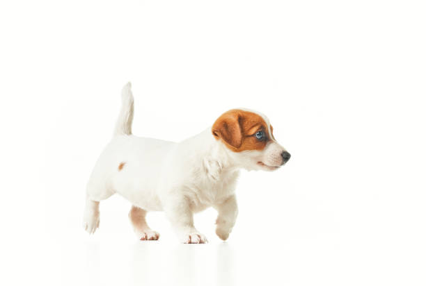 istock Jack Russell Terrier puppy walking to the right 1340783452