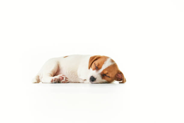istock Jack Russell Terrier puppy sleeping 1340783455