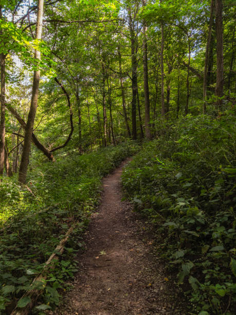 istock Natural Landscape - Hiking Path Through the Trees 1340783966
