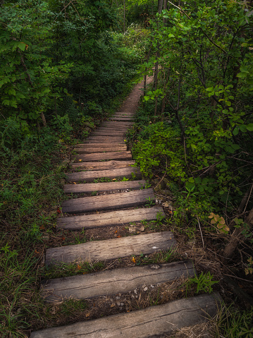 Escalera de madera en un bosque photo