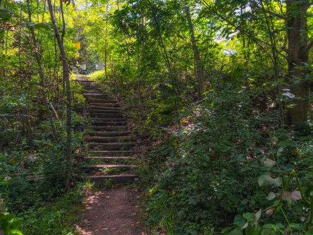 istock Wooden Staircase in a Forest 1340784301
