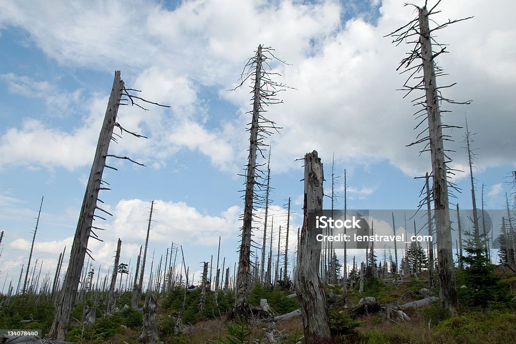 Dead foresta - Foto stock royalty-free di Pioggia acida