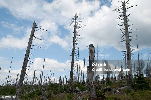 Foto de Dead Floresta e mais fotos de stock de Chuva Ácida - Chuva Ácida, Céu - Fenômeno natural, Desastre ecológico