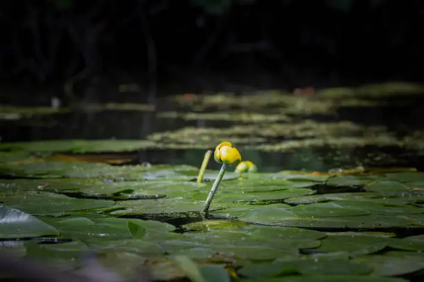 Spatterdock or cow lily or yellow pond-lily   is a species of Nuphar native throughout the eastern United States and in some parts of Canada, such as Nova Scotia.