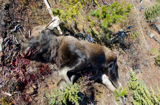 A yearling moose carcass on the ground, after being hunted for meat; BC, Canada