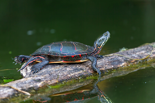 The painted turtle  is the most widespread native turtle of North America