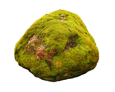 Large stone covered with green moss isolated on white background.