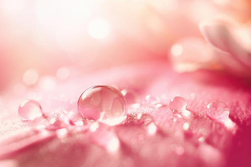 Beautiful transparent drops of water or dew with sun glare on petal of pink peony flower.