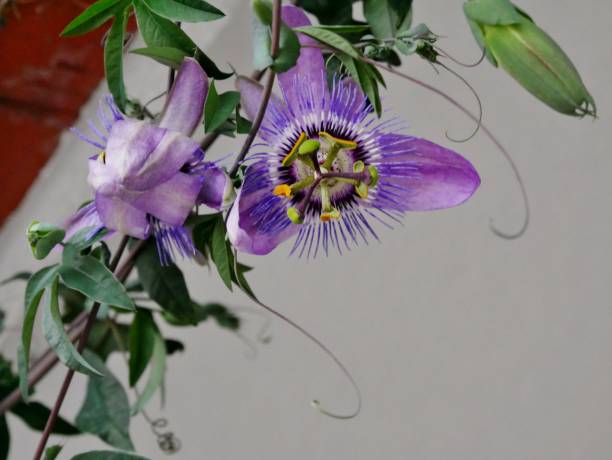 istock Purple Passion Blossoms 1340789697