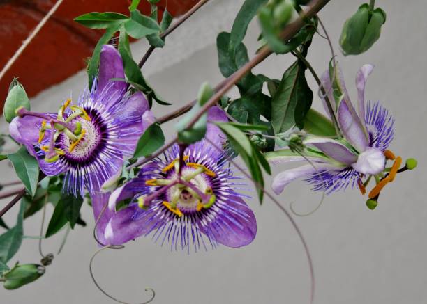 istock Passionflower tendrils on the balcony 1340789712