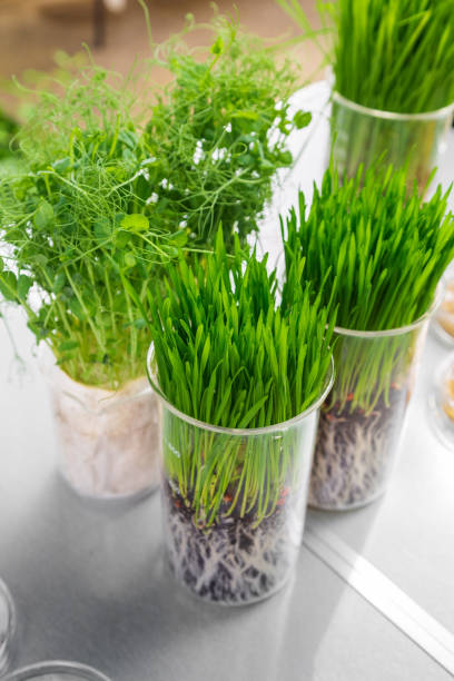 istock Germination and energy analysis of plants on table in laboratory 1340790375