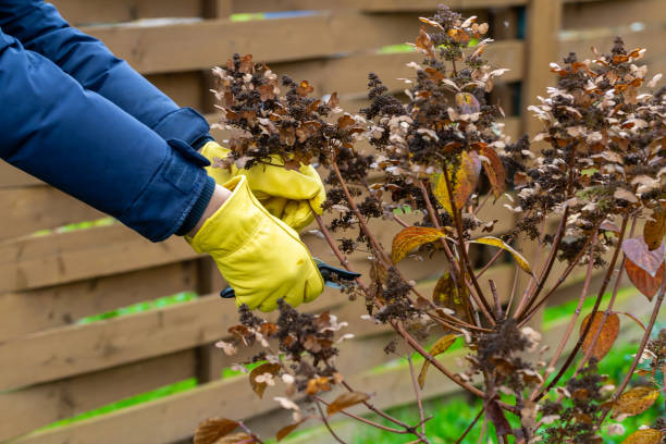 istock Bush hydrangea cutting or trimming with secateur in the garden 1340790447