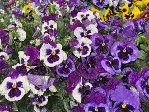 My original horizontal closeup photo of vibrant purple and yellow pansies growing in a garden flowerbed has been transformed using the Artomaton app to give the effect of a coloured pencil drawing and a textured vintage feel to the image