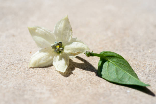 white flower and green leaf of the chilli plant stock photo