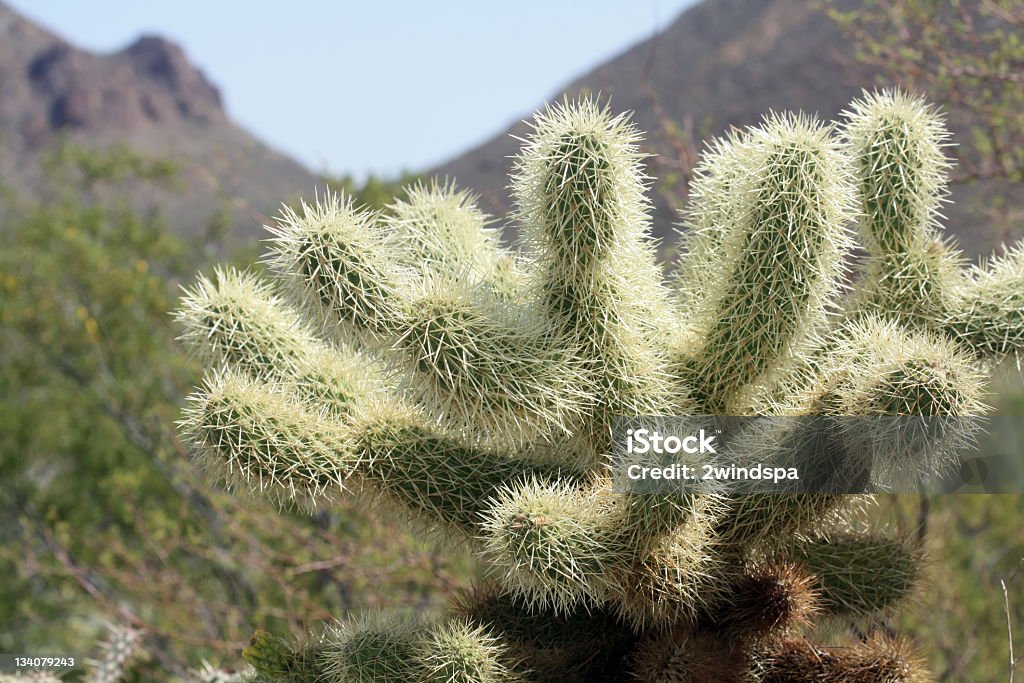 Cactus laineux ourson gros plan - Photo de Arizona libre de droits