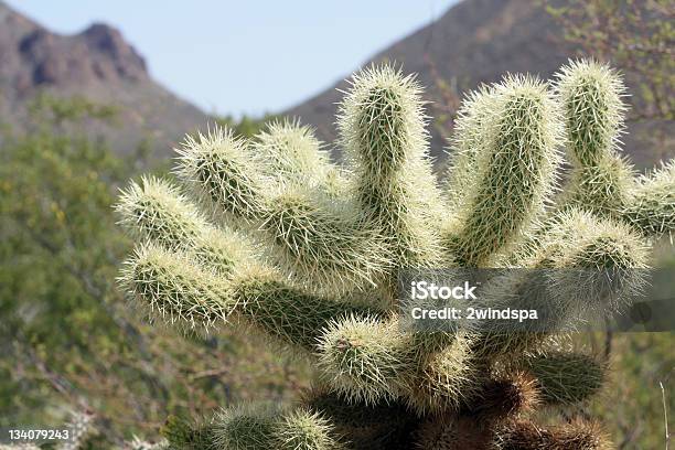 Photo libre de droit de Cactus Laineux Ourson Gros Plan banque d'images et plus d'images libres de droit de Arizona - Arizona, Branche - Partie d'une plante, Cactus