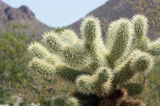 Close-up of Teddy Bear Cholla Cactus in Tucson, Arizona.  Gates Pass in the background. 