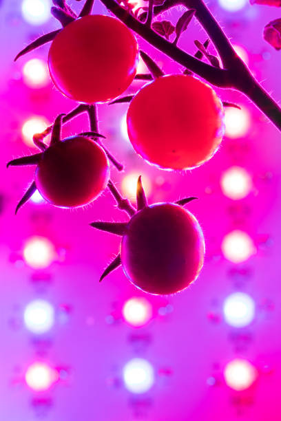 istock cherry tomato harvest under the led light grow lamp, closeup view 1340792570