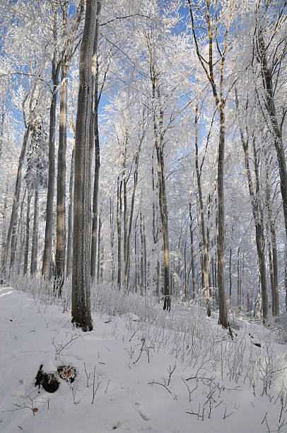 Foresta invernale - foto stock